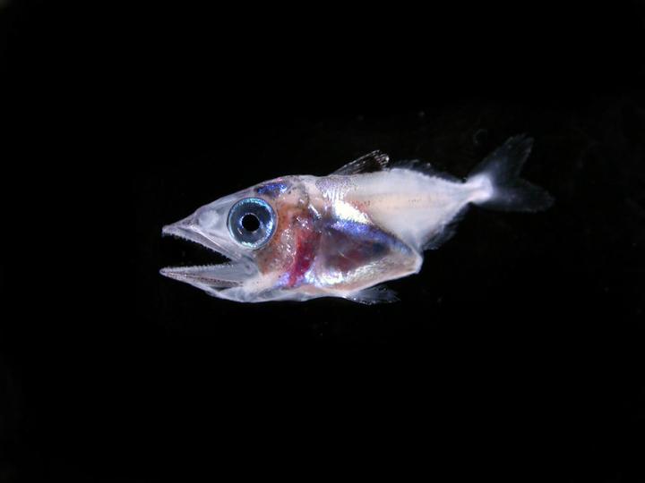 December Research Highlight: Larval Tuna in a Changing Ocean