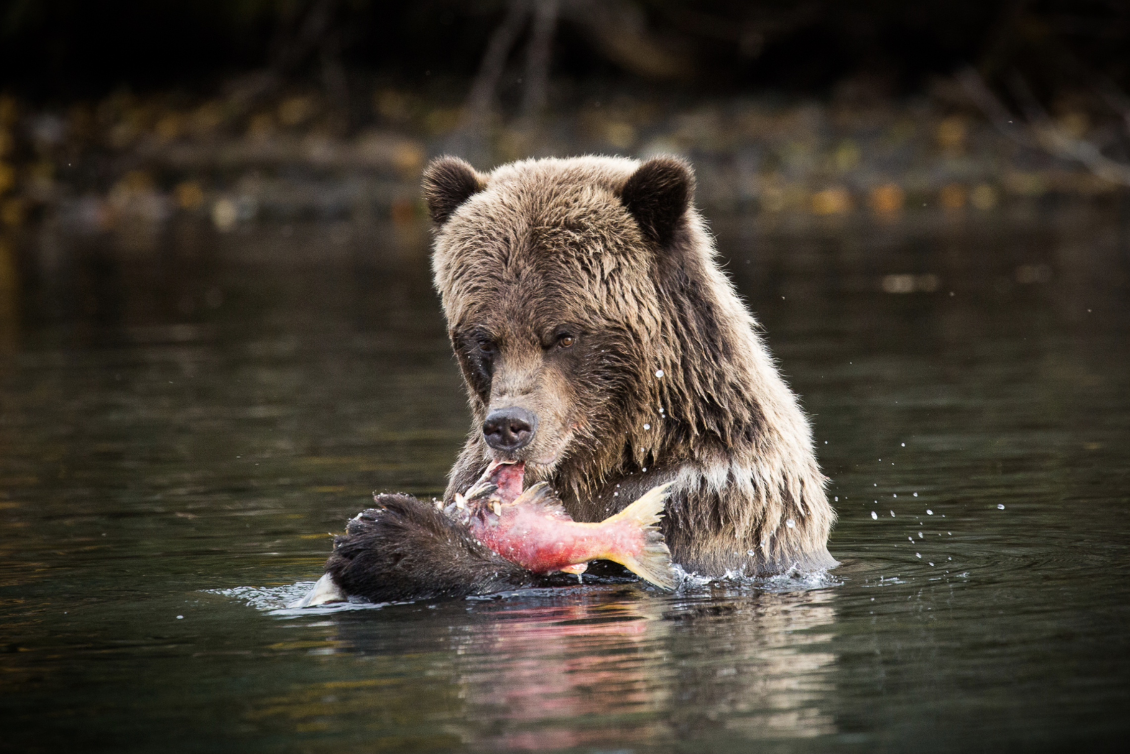 Where Indigenous knowledge meets western science – salmon, bears, and n̓àn̓akila