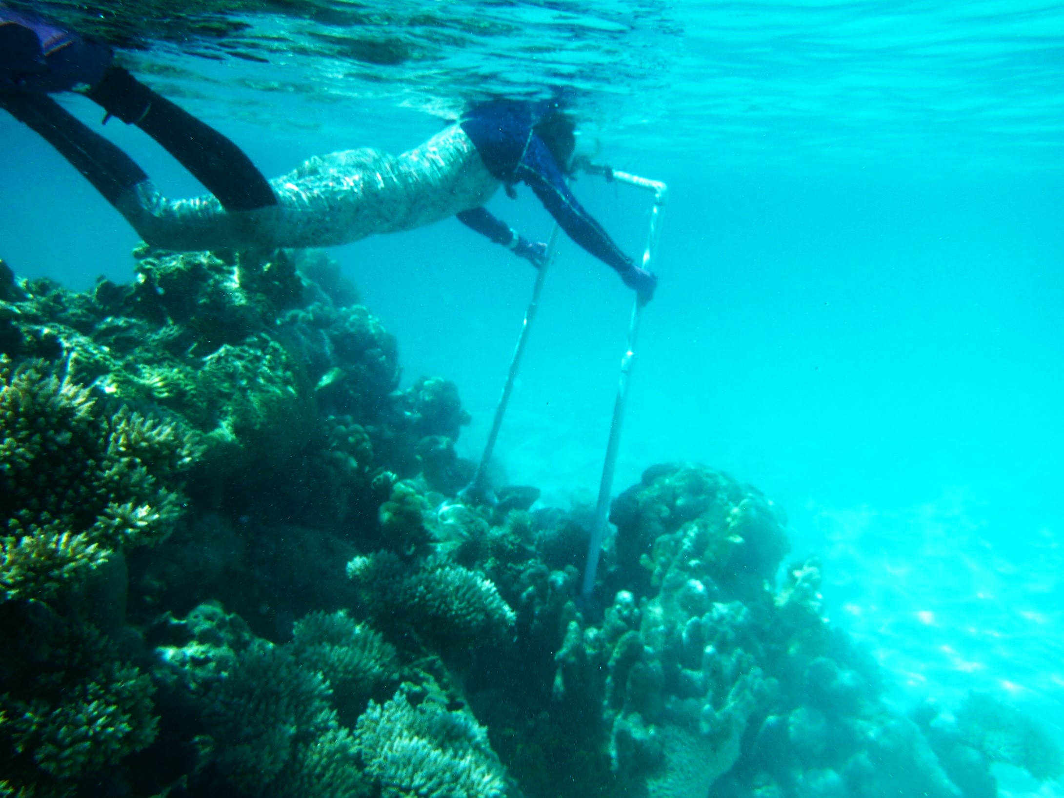 February Research Highlight – Farming on the reef: where quality matters