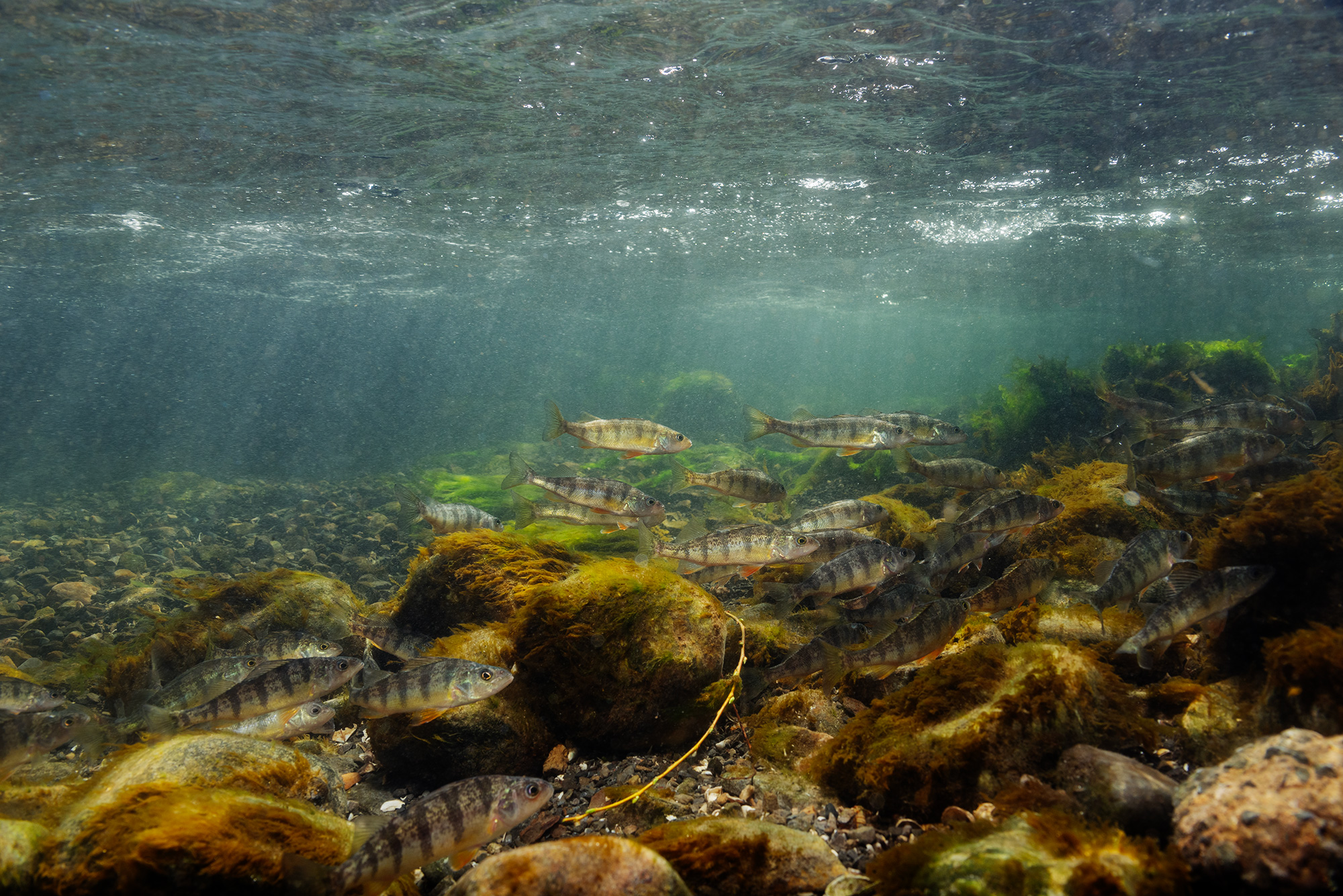 A Lesson of the Wa hia hé:ta (Yellow Perch): Learning to listen and adapt