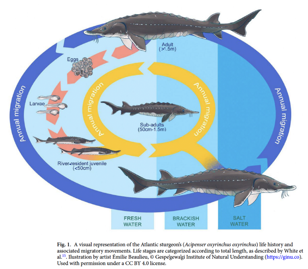Two Eyes are Better than One: Atlantic Sturgeon Research in the Restigouche River