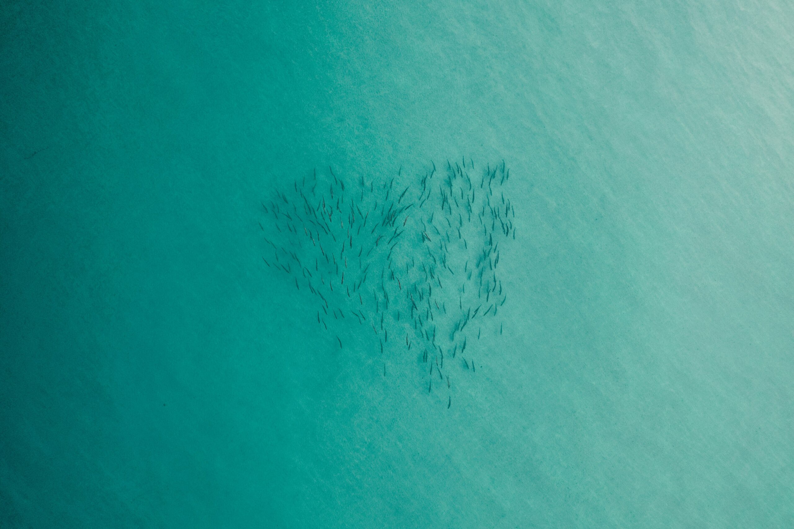 Reflecting on 2025: A letter from the Board to our Women of Fisheries community